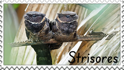 Strisores.