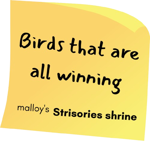 Birds that are all winning: Malloy's Strisores shrine